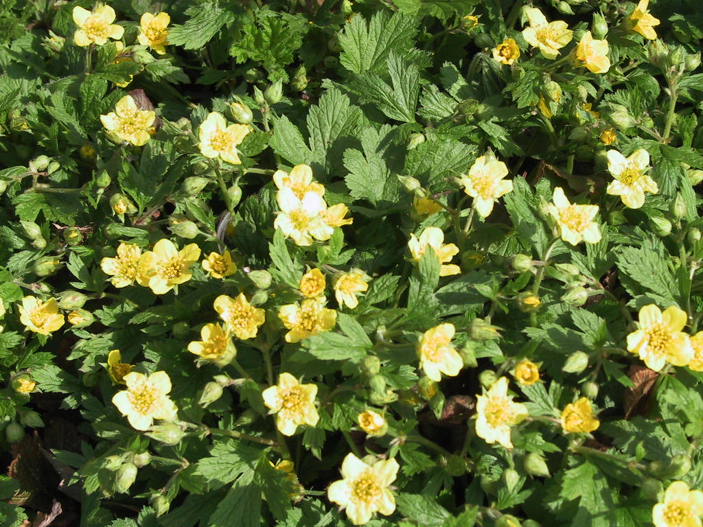 Waldsteinia geoides.JPG